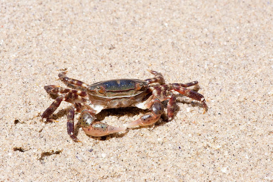 Asian Shore Crab #3 Photograph by Andrew J. Martinez