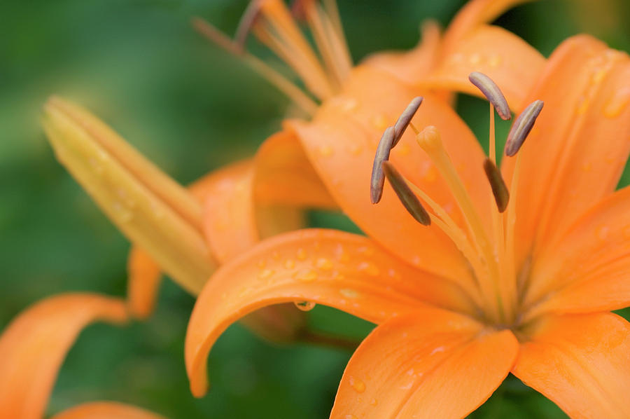 Summer Photograph - Asiatic Lily (lilium Sp.) #3 by Maria Mosolova/science Photo Library