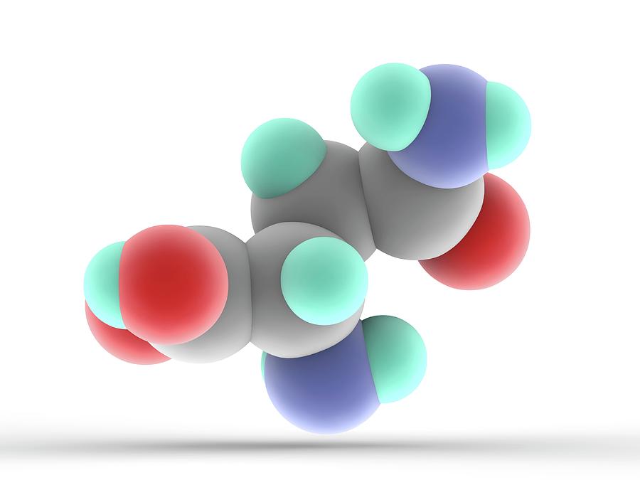 Asparagine Molecule Photograph by Alfred Pasieka/science Photo Library ...