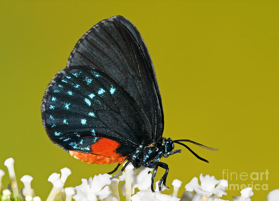 Atala Butterfly #3 Photograph by Millard H. Sharp