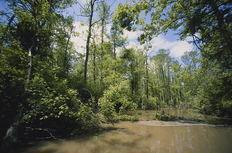 Atchafalaya Swamp, Louisiana #3 Photograph by Gary Retherford