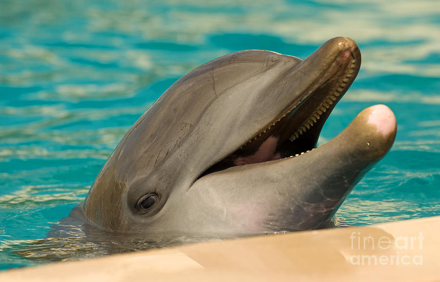 Atlantic Bottlenose Dolphin #3 Photograph by Millard H. Sharp
