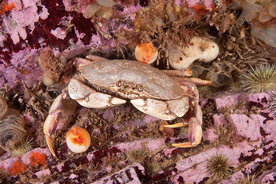 Atlantic Rock Crab #3 Photograph by Andrew J. Martinez