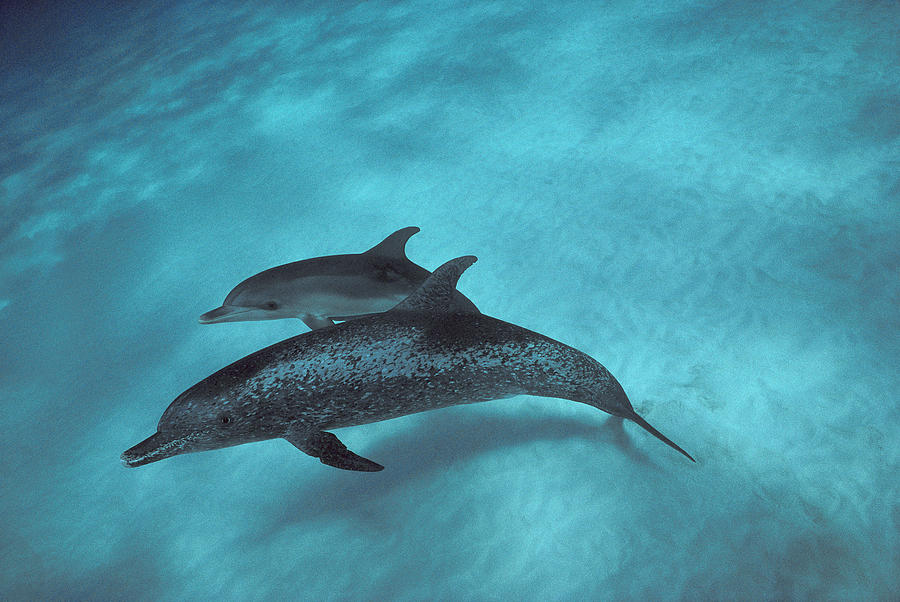 Atlantic Spotted Dolphin Pair Bahamas #3 Photograph by Flip Nicklin