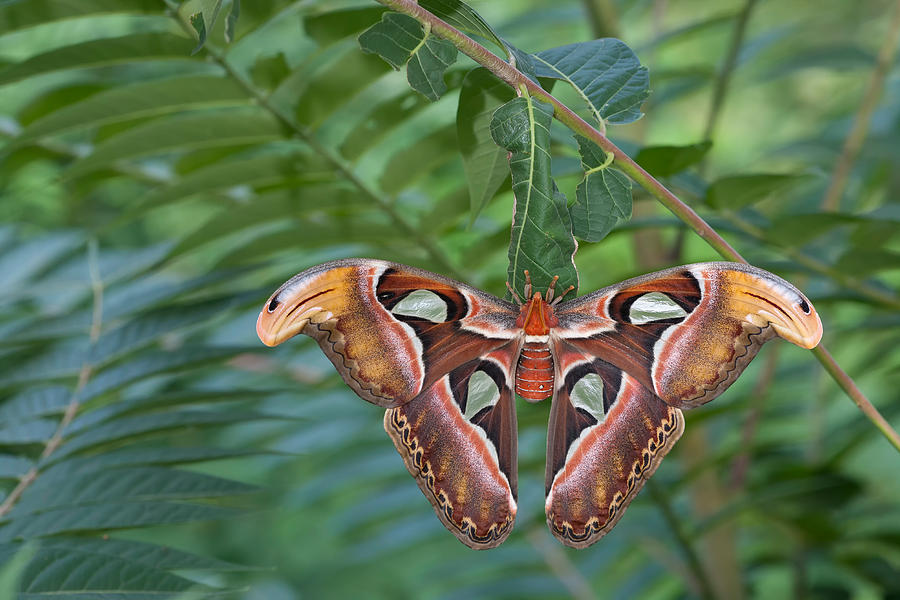 Atlas Moth #3 Photograph by Jeffrey Lepore