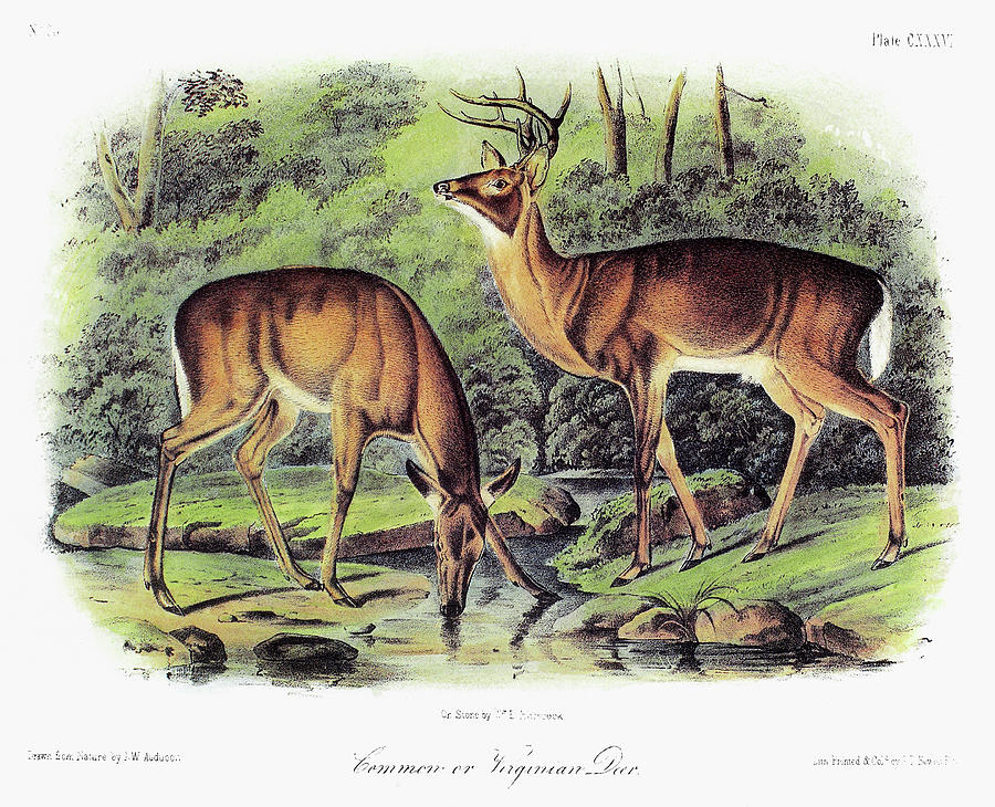 Audubon Deer Painting by Granger | Fine Art America