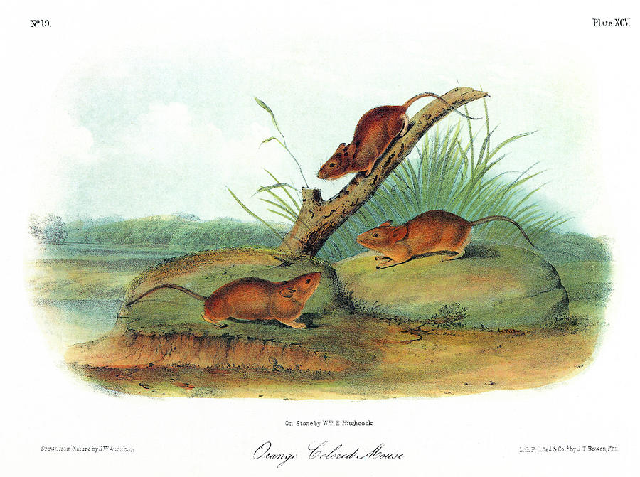 Audubon Mouse #3 Painting by Granger