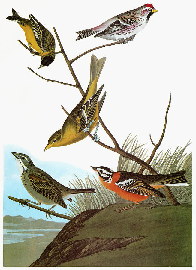 Audubon Songbirds #3 Painting by Granger