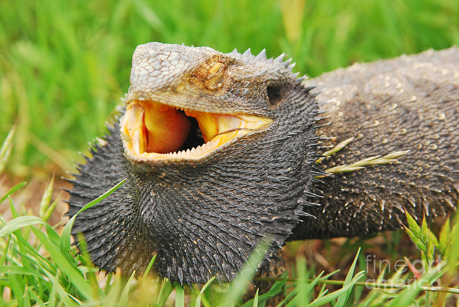 Australian Bearded Dragon Photograph by Christopher Edmunds