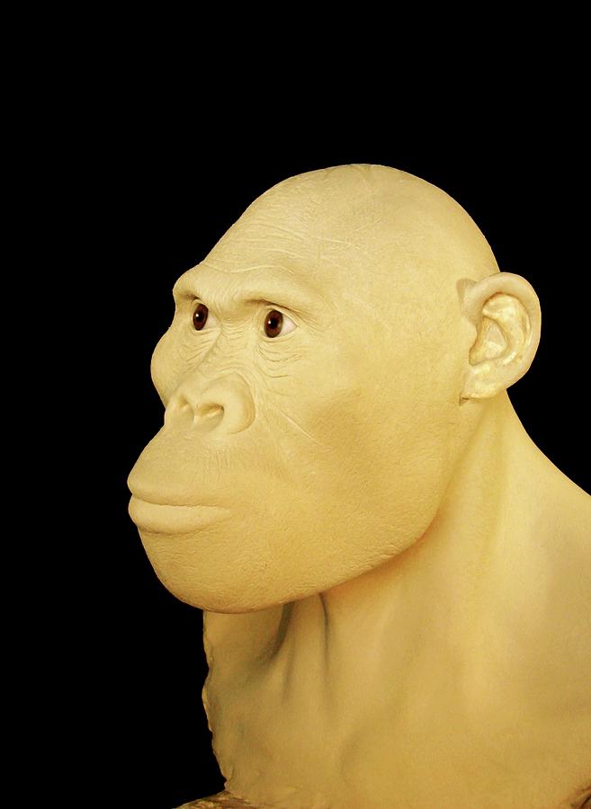 Australopithecus Africanus Model Photograph By Pplaillyedaynes