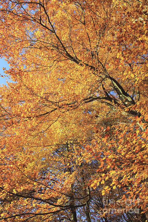 Autumn at Virginia Water #4 Photograph by Julia Gavin