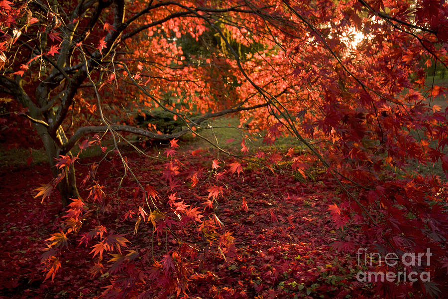 Autumn colors #3 Photograph by Ang El