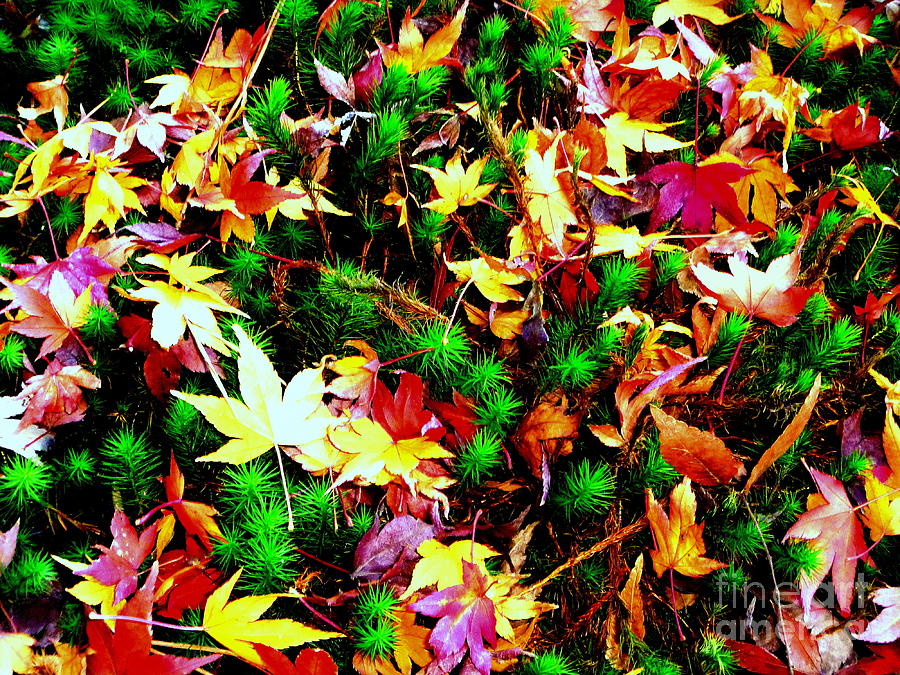 Autumn Dance  #3 Photograph by Kumiko Mayer