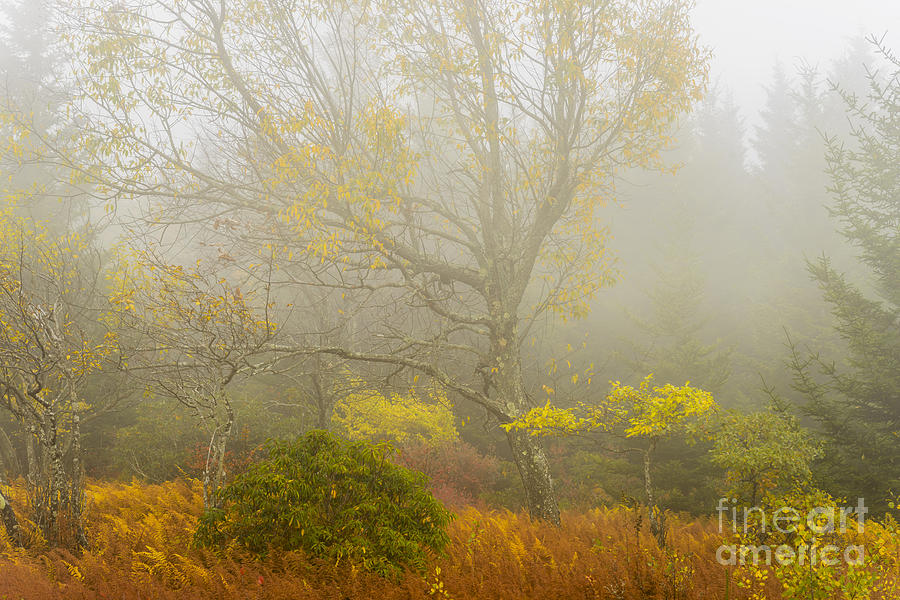 Fall Photograph - Autumn Fog Dolly Sods #3 by Thomas R Fletcher