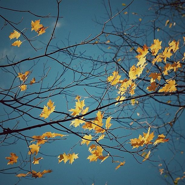 Nature Photograph - Autumn Leaves - Nc #3 by Joel Lopez