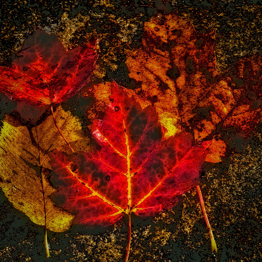Abstract Photograph - Autumn Leaves #3 by David Patterson
