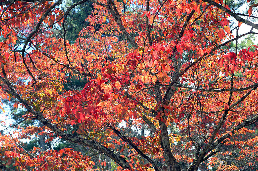 Autumn Leaves #3 Photograph by Rafael Salazar