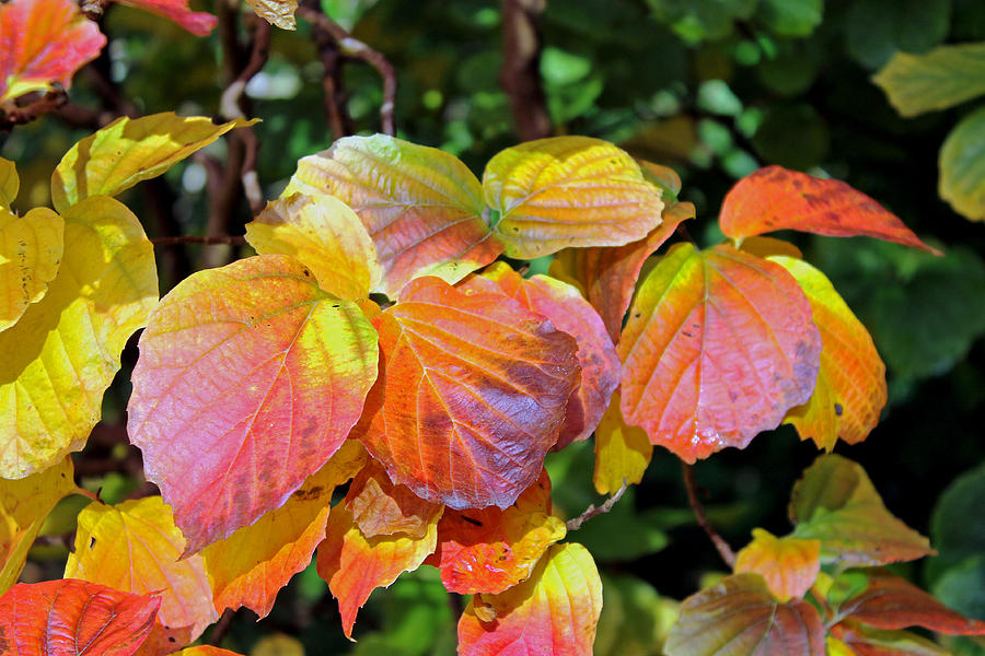 Autumn Leaves #3 Photograph by Tony Murtagh