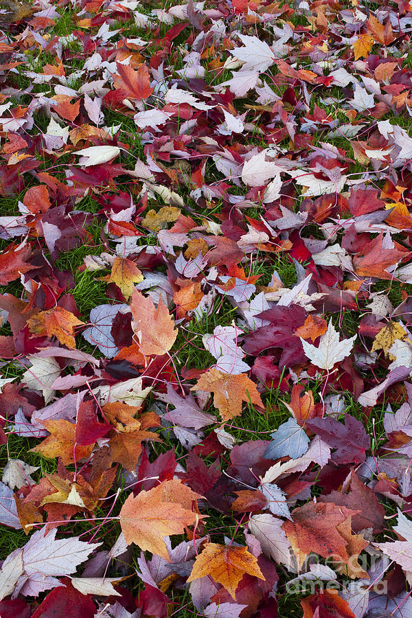 Autumn Maple Leaves #3 Photograph by John Shaw