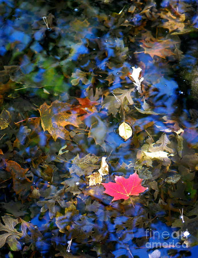 Autumn Reflections 2 Photograph by Nancy Mueller