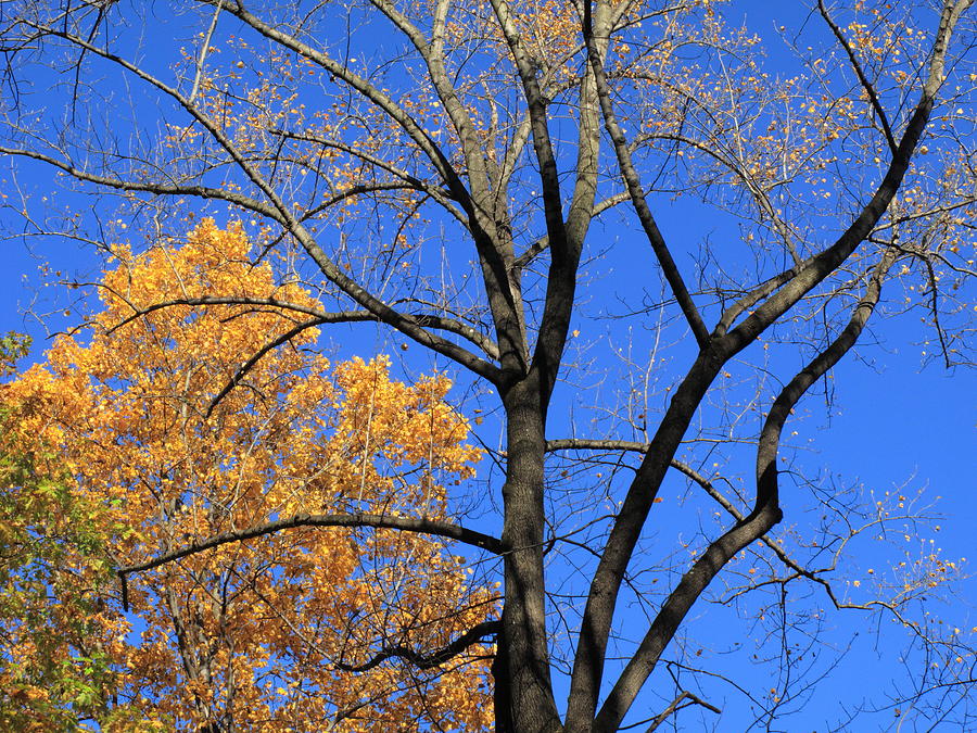 Autumn Trees #1 Photograph by Frank Romeo