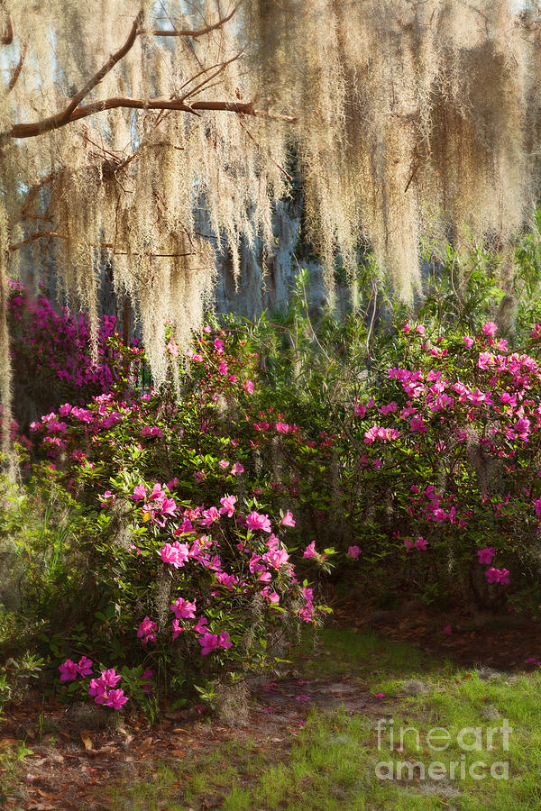 Azalea Garden #3 Photograph by Iris Greenwell