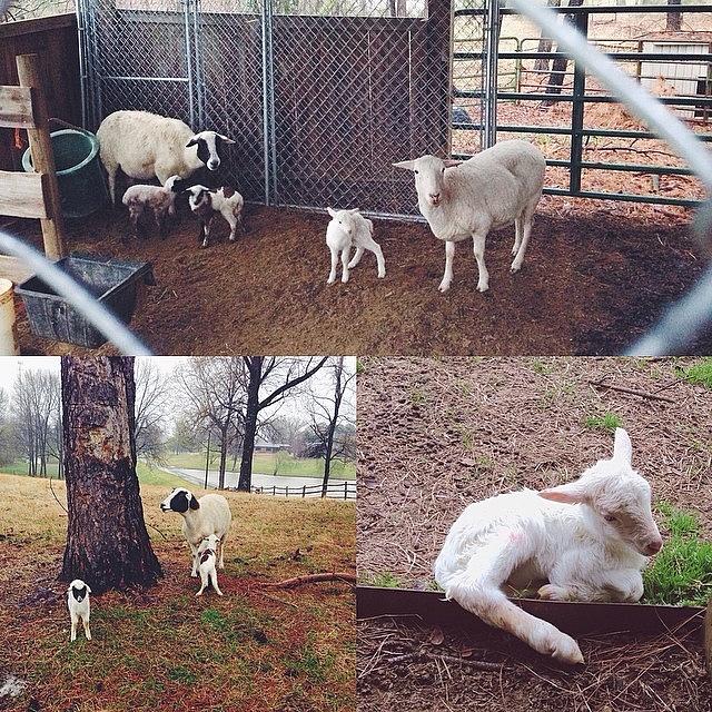 Sheep Photograph - 3 Babies Born Today #sofar #thisisfun by Kristin Coleman