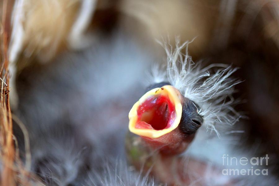 Baby Bird #3 Photograph by Henrik Lehnerer