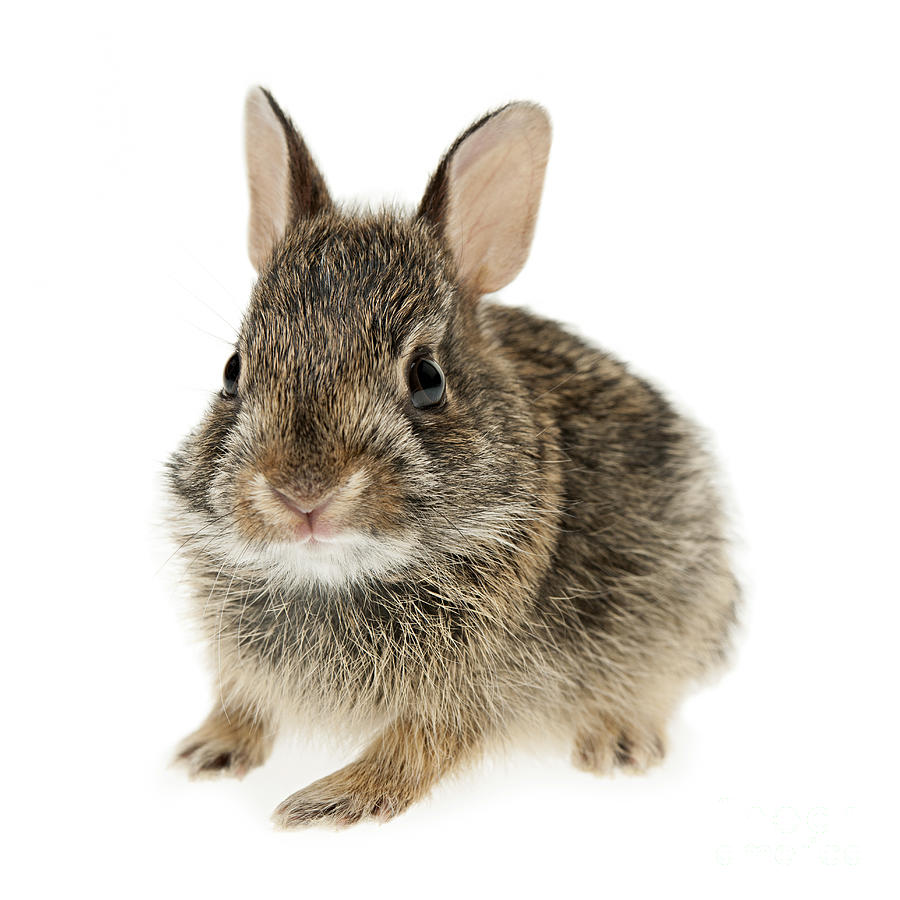 Baby Cottontail Bunny Rabbit 2 Photograph