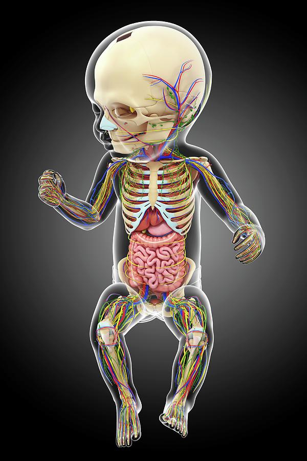 Human Skeleton and Brain, Illustration - Stock Image - C027/7053 - Science  Photo Library
