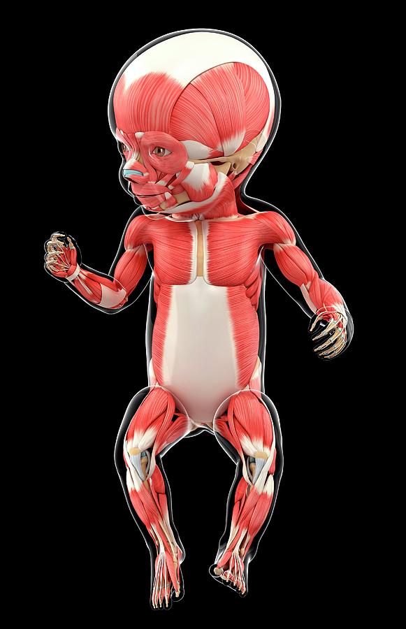 Nobody Photograph - Babys Muscular System #3 by Pixologicstudio