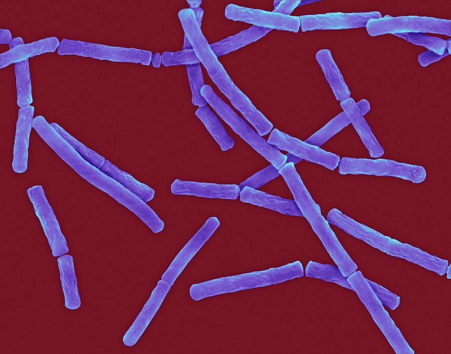 Bacillus Megaterium #3 Photograph by Dennis Kunkel Microscopy/science Photo  Library - Pixels Merch
