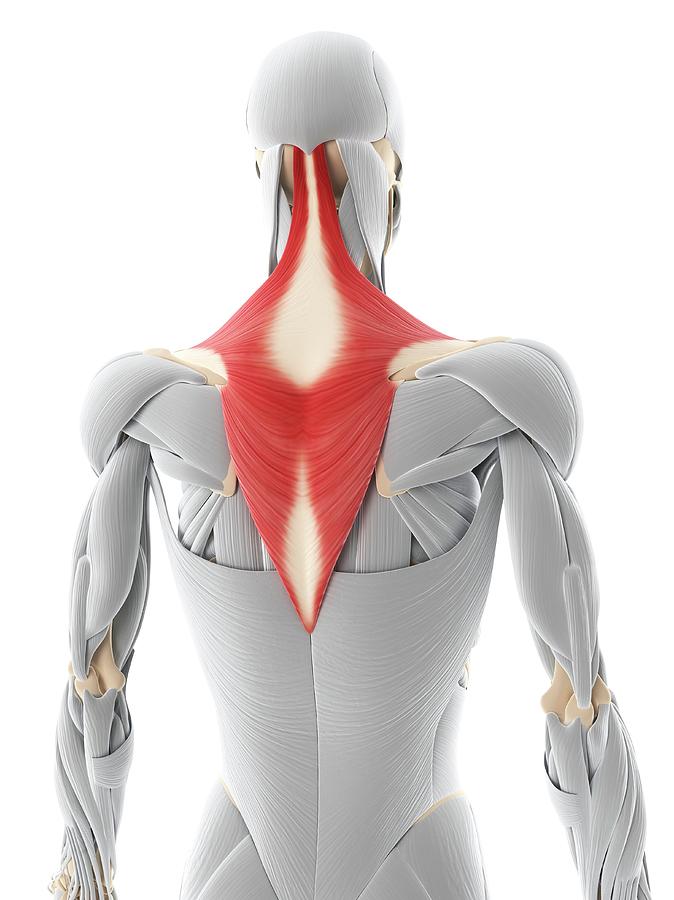 Back Muscle #3 Photograph by Sciepro/science Photo Library - Pixels