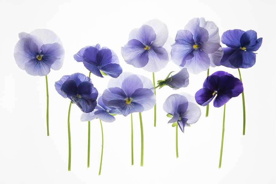 Backlit Pansies #3 Photograph by Photostock-israel/science Photo Library