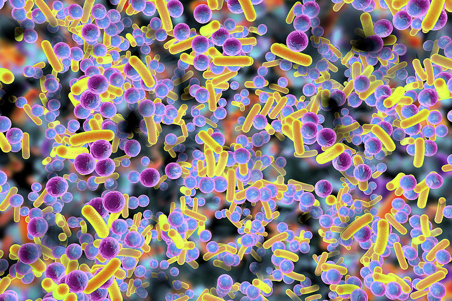 Bacteria In A Biofilm Photograph by Kateryna Kon/science Photo Library