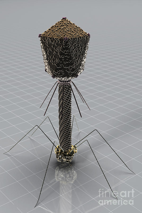 Bacteriophage #3 Photograph by Science Picture Co