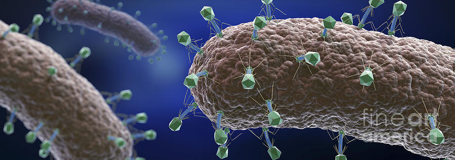 Bacteriophages #3 Photograph by Science Picture Co