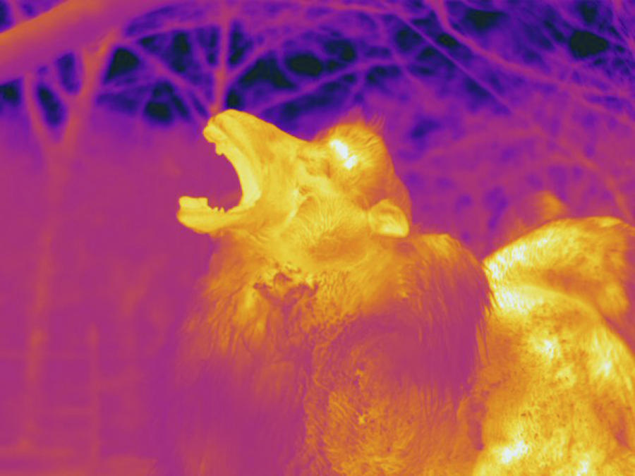 Bactrian Camel, Thermogram #3 Photograph by Science Stock Photography