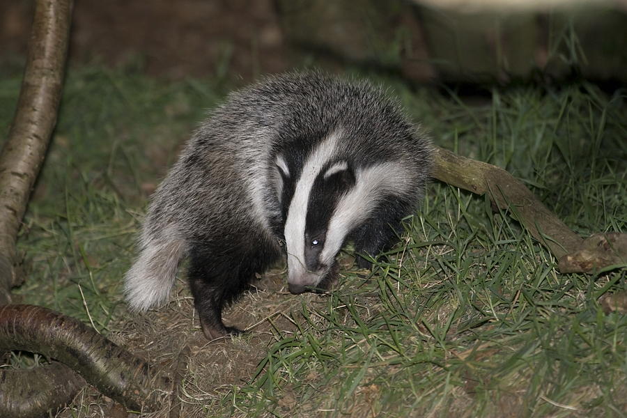 Badger Netherlands Photograph by Ronald Jansen - Fine Art America