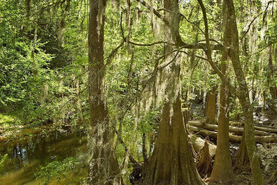 Bald Cypress Swamp #3 Photograph by Kenneth Murray