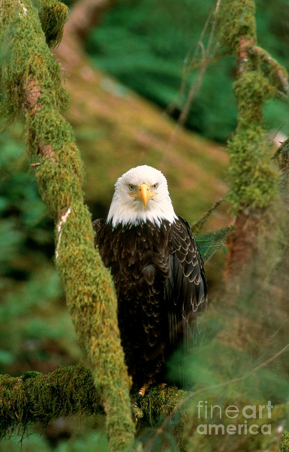 Bald Eagle #3 Photograph by Art Wolfe