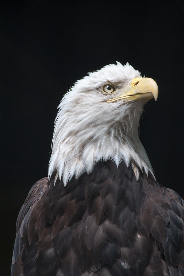 Bald Eagle Photograph by Gaurav Singh - Fine Art America