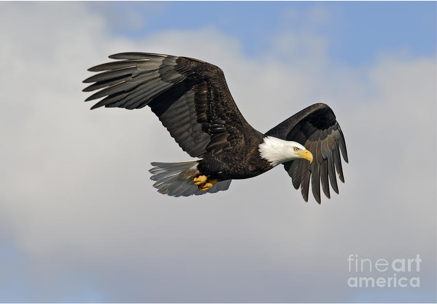 Bald Eagle In Flight #1 Photograph by Jim Zipp