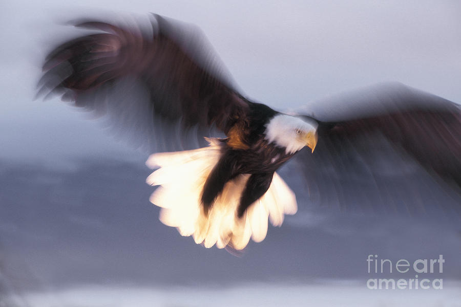 Bald Eagle In Flight #3 Photograph by Ron Sanford