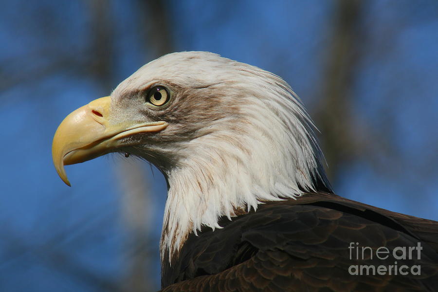 Portrait Photograph - Bald Eagle #9 by Ken Keener