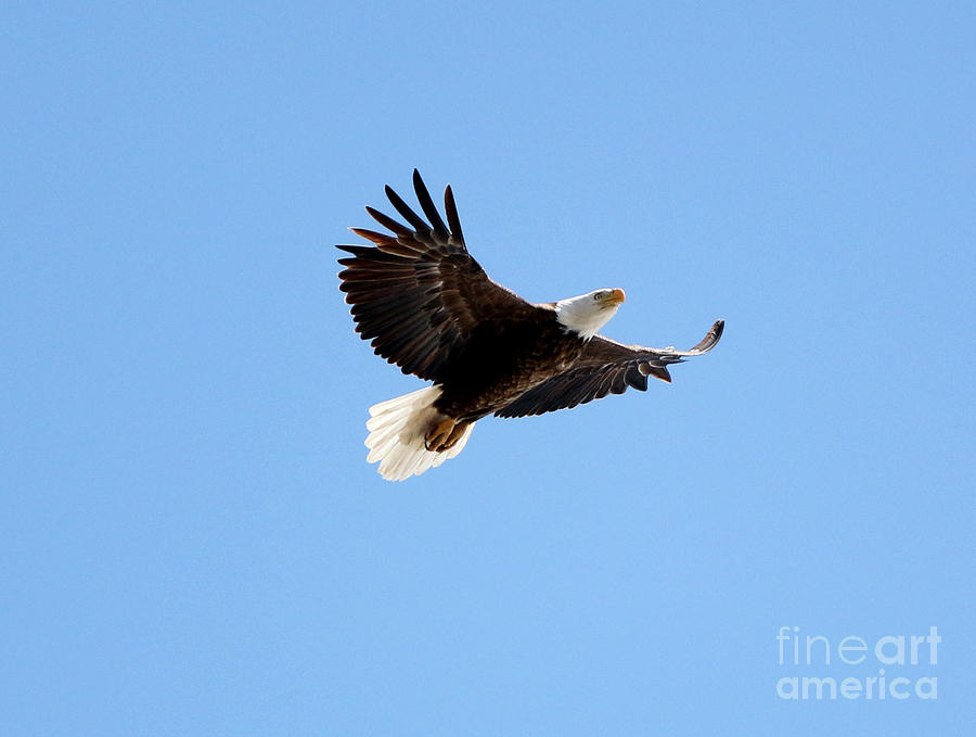 Eagle Photograph - Bald Eagle #3 by Lori Tordsen