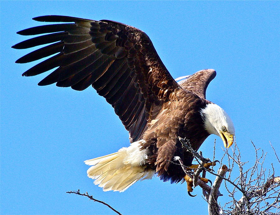Wildlife Photograph - Bald Eagle #3 by Richard Majeau