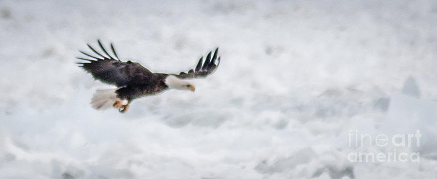 Bald Eagle #3 Photograph by Ronald Grogan