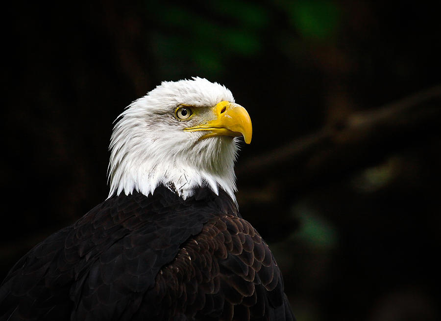 Bald Eagle #1 Photograph by Steve McKinzie