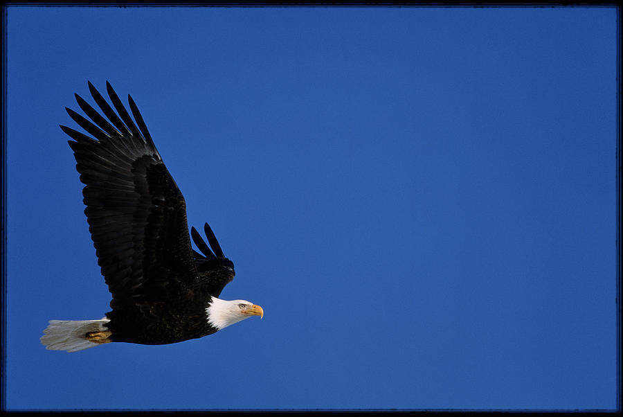 Bald Eagle #3 Photograph by William Ervin/science Photo Library